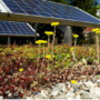 A green roof or rooftop solar?