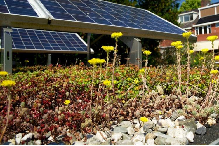 A green roof or rooftop solar?